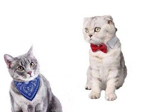 Аксесуари для котів